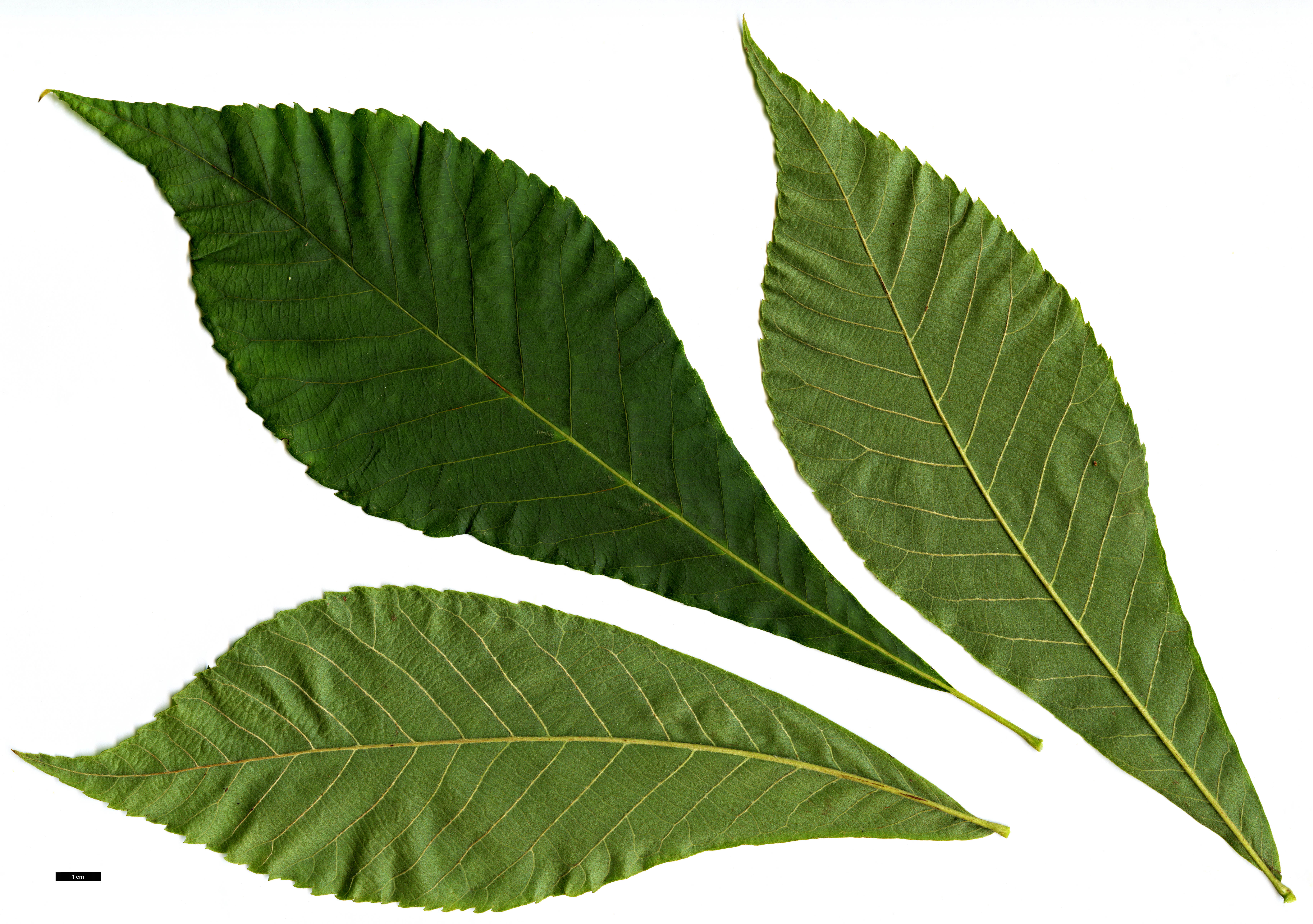 High resolution image: Family: Juglandaceae - Genus: Carya - Taxon: ×nussbaumeri (C.illinoinensis × C.laciniosa)